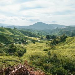 Cameron Highlands